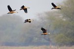 Lesser Whistling-duck（栗樹鴨）_TP_5291r (1)