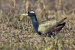 Bronze-winged Jacana（銅翅水雉） _TP_5536r (1)