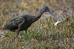 Ｇlossy Ibis (non-breeding) （彩䴉&#65532;）_TP_6114r (1)