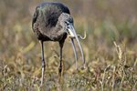 Ｇlossy Ibis (non-breeding) （彩䴉&#65532;）_TP_6145r (1)