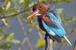 White-throated Kingfisher（白胸翡翠）_TP_6260r (1)