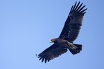 Greater Spotted Eagle, ad（烏鵰）_TP_6673r (2)