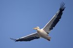 Great White Pelican（白鵜鶘）_TP_6768r (1)