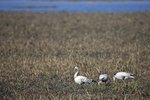 Bar-headed Goose（斑頭雁）  _TP_6957r (1)