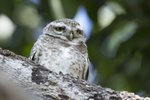 Spotted Owlet（橫斑腹小鴞）_TP_6975r (1)