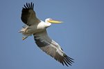 Great White Pelican（白鵜鶘）_TP_7043r (1)
