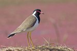 Red-wattled Lapwing（肉垂麥雞）UK3A2996r (1)