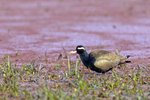 Bronze-winged Jacana（銅翅水雉） UK3A3253r (1)