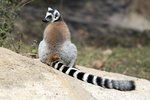 _K3A1764r (1)Ring-tailed Lemur（環尾狐猴）