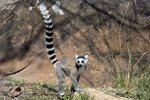 _K3A1896r (1) Ring-tailed Lemur（環尾狐猴）
