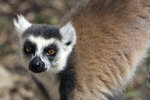 _K3A1914r (1)Ring-tailed Lemur（環尾狐猴）