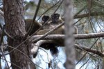 _MG_0933r (1) Brown Lemur（褐狐猴）