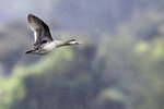 _K3A0196r (2) Red-billed Teal（赤嘴鴨）