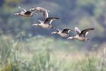 _K3A0255r (1)Red-billed Teal（赤嘴鴨）