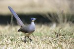 _K3A0682r (1)Green-capped Coua（綠頂馬島鵑）