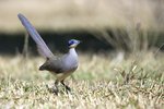 _K3A0682r (1)Green-capped Coua（綠頂馬島鵑）