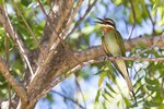 _K3A0808r (1)Madagascar Bee-eater（馬島蜂虎）