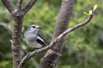 _K3A0810r (1)Madagascar Magpie Robin （馬島鵲鴝）