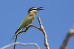 _K3A0940r (1)Madagascar Bee-eater（馬島蜂虎）