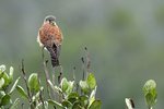 _MG_1175r (2) Madagascar Kestrel（馬島隼）