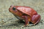 _K3A0406r (1) Tomato Frog