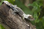 _K3A0375r (1) Leaf-tailed Gecko （葉尾守宮）