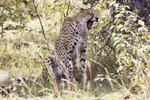 Cheetah 1DM40153r