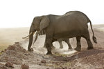 African Elephants 1DM40181r