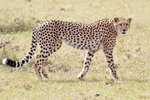 Cheetah 1DM40257r