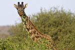Masai Giraffe with Red-billed Oxpecker 1DM40449r