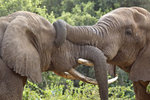 African Elephants 1DM40537r