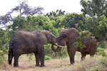 African Elephants UK3A3212r