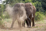 Arican Elephants Sand Bathing UK3A3214r