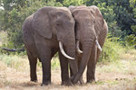 African Elephants UK3A3219r