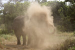 African Elephants Sand Bathing UK3A3224r