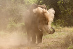 African Elephant Sand Bathing UK3A3232r