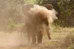 African Elephant Sand Bathing UK3A3233r
