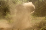 African Elephant Sand Bathing UK3A3241r
