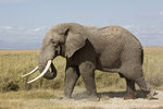 African Elephant UK3A3485r