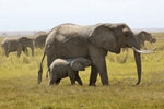 African Elephant and Its Baby UK3A3528r