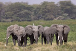 African Elephant and Cattle Egret UK3A3547r