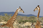 Masai Giraffe UK3A4888r