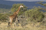Masai Giraffe UK3A4900r