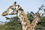 Masai Giraffe UK3A5093r