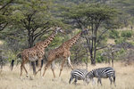 Masai Giraffe UK3A5118r