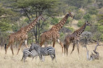 Masai Giraffe UK3A5121r