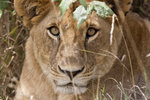 Staring Lioness UK3A5335r