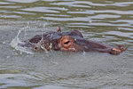 Hippopotomus  UK3A5377r