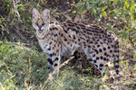Serval UK3A5445r