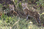 Serval cubs UK3A5467r